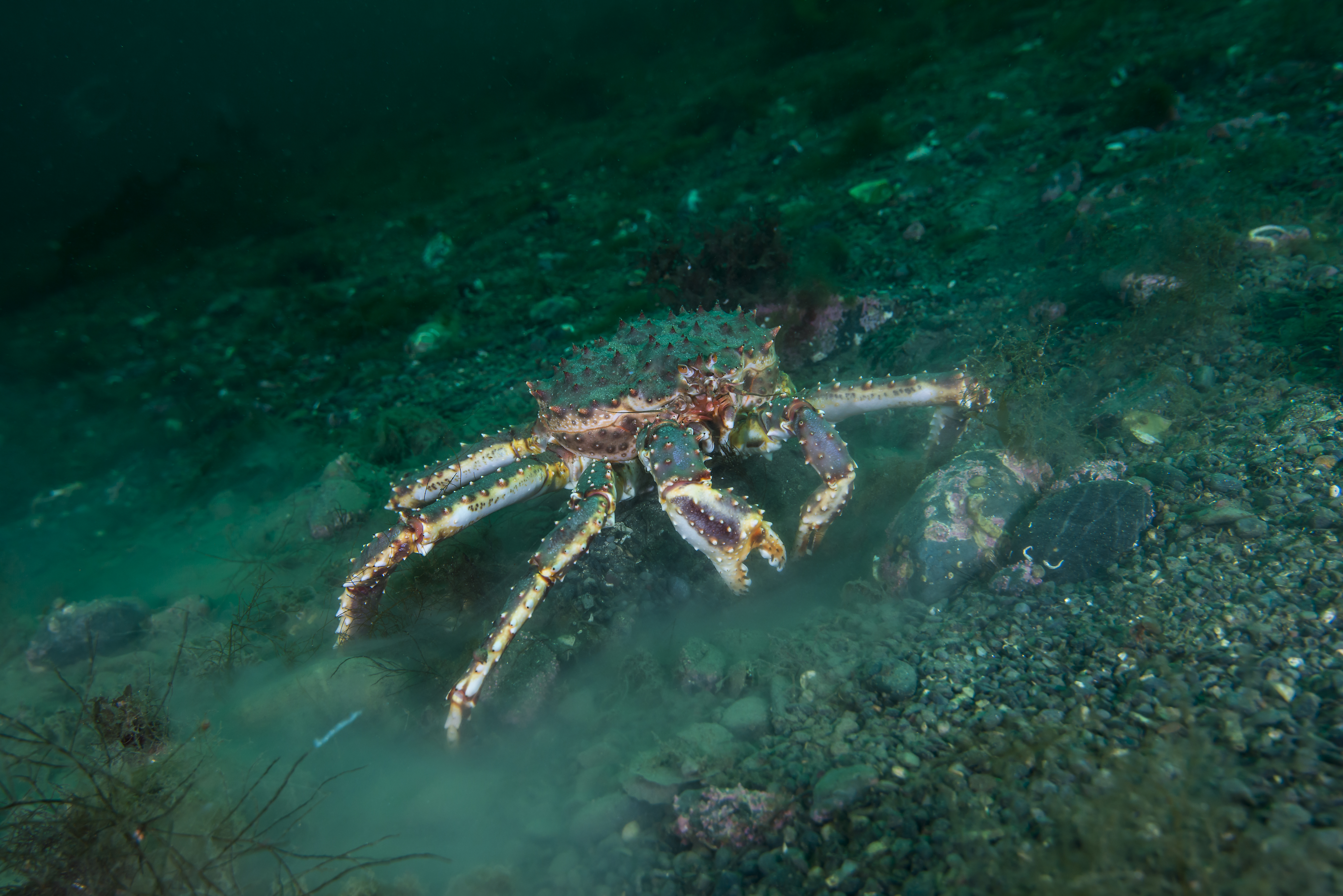 Stor krabbe som går på steinete havbunn