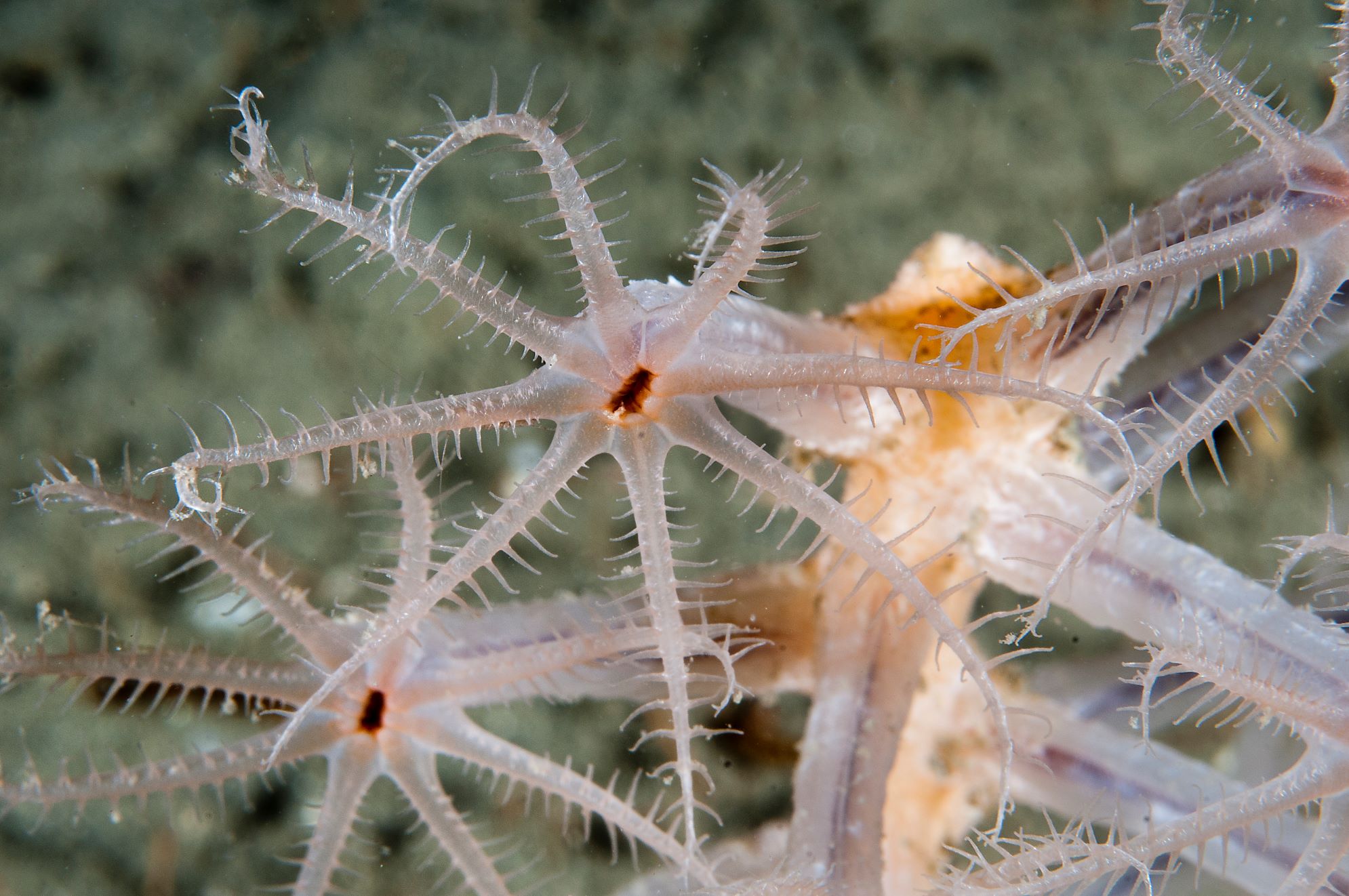 Nærbilde av arten hanefot. Åtte taggete tentakler strekker seg i en krans  