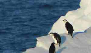pingvin