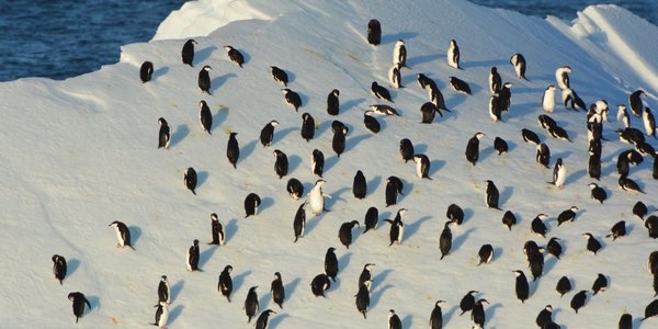 

Gjennomsnittslengde på krillen var 42,6 mm lange. Foto: Bjørn Krafft/HI
