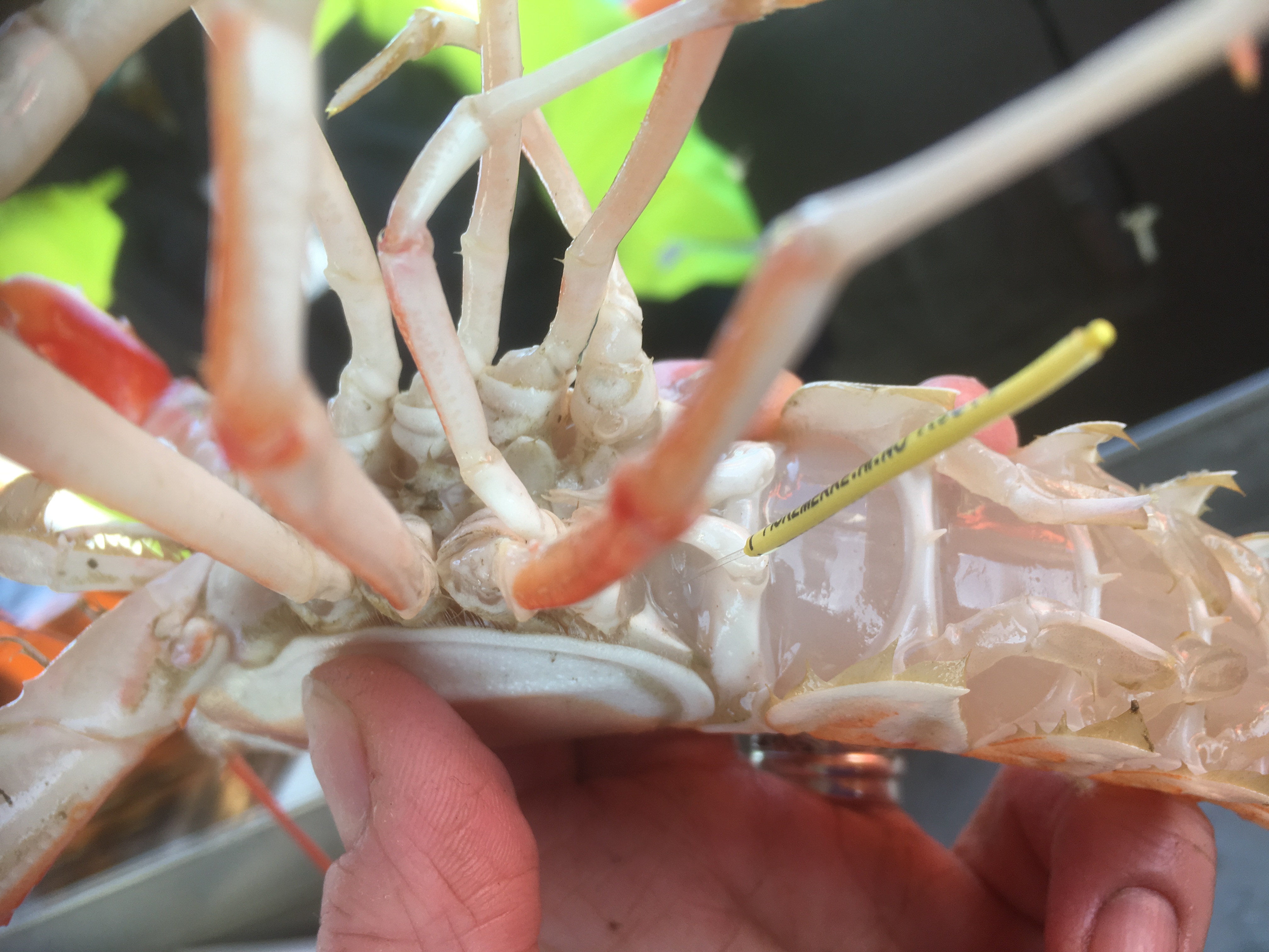 Kreps med gult merke på undersiden blir holdt av en hånd.