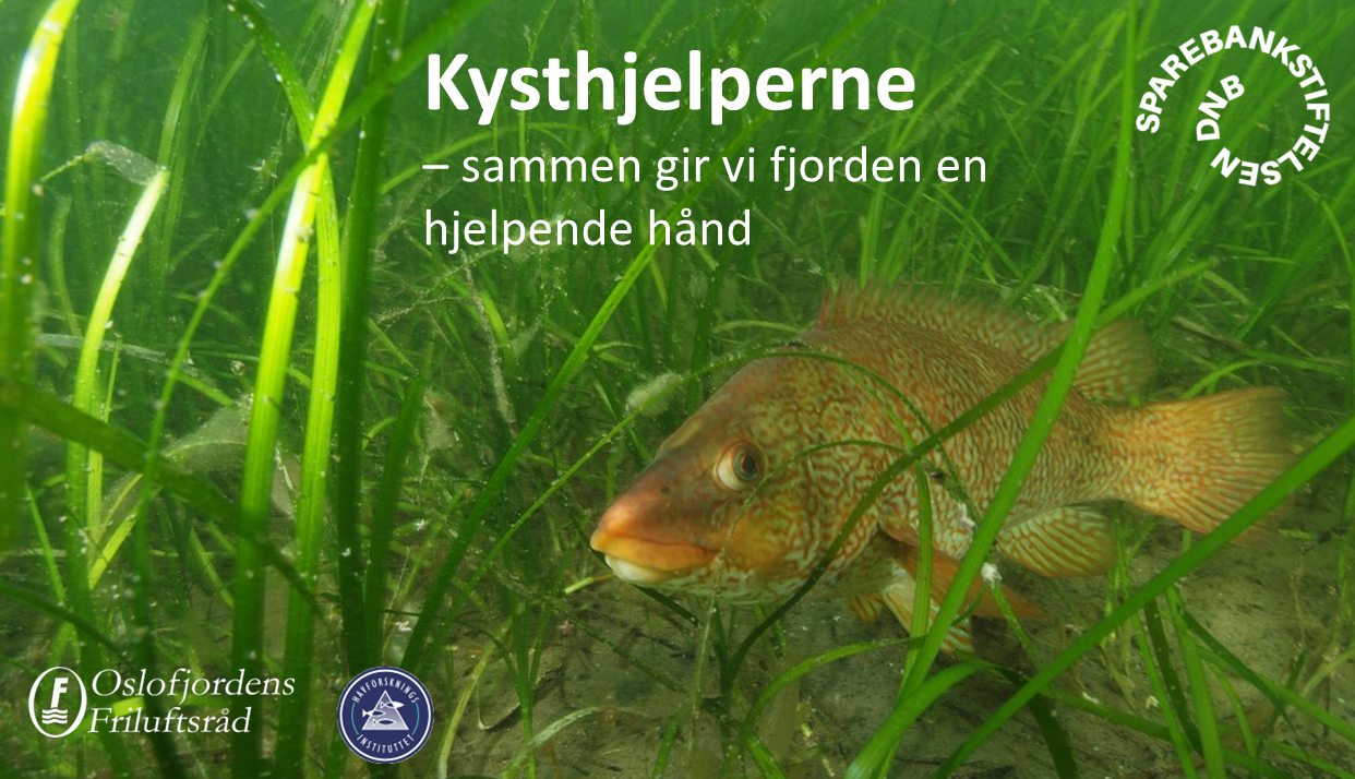 Ein fisk gøymer seg blant sjøgras. Over bilete står teksten 'Kysthjelperne - sammen gir vi fjorden en hjelpende hånd', i tillegg krinsar logoen til HI, Oslofjordens Friluftsråd og Sparebankstiftelsen DNB kvart sitt hjørne.