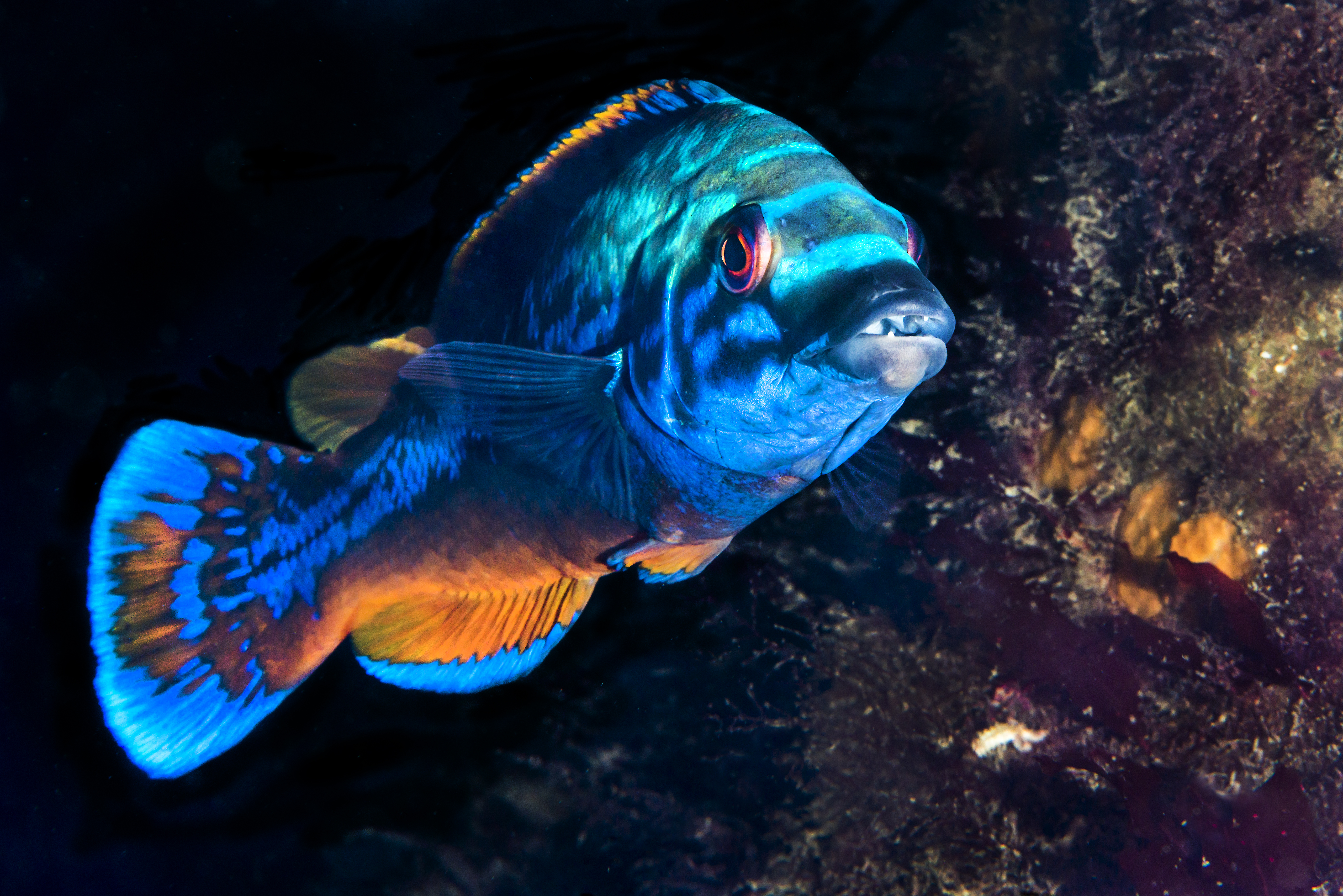 Blåstål fotografert i halvprofil 