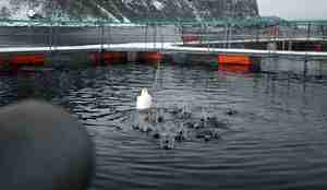 Laks 04 03 06 foring a