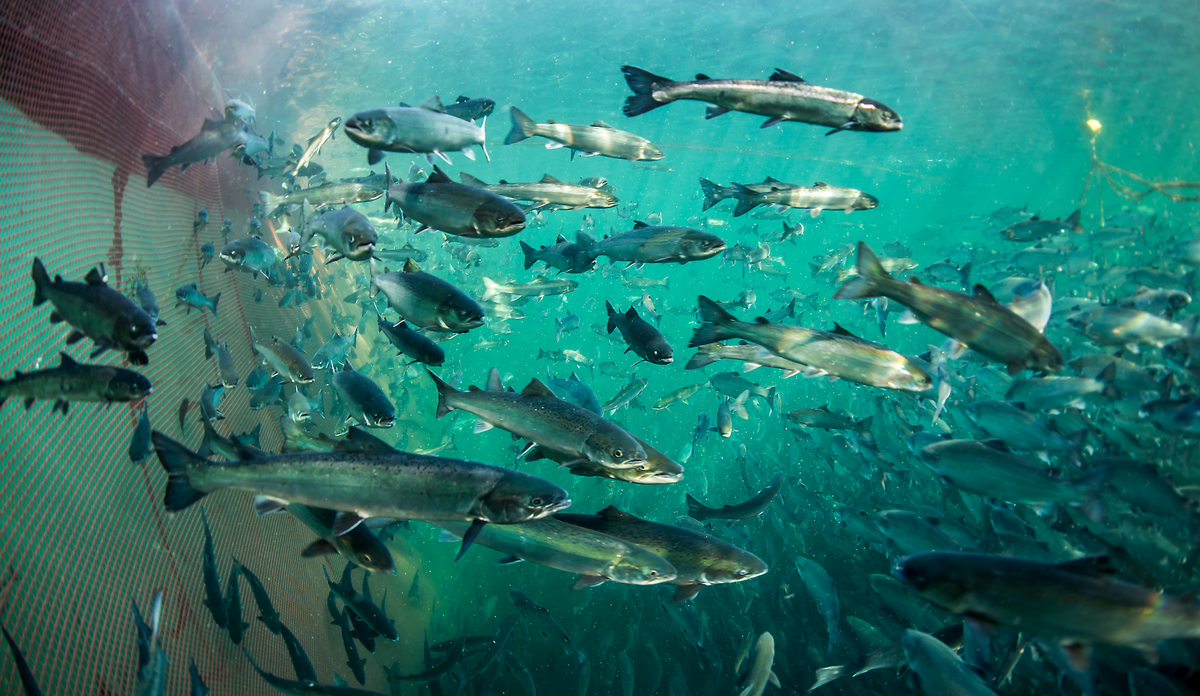 Laks i merd 13 10 2014 2