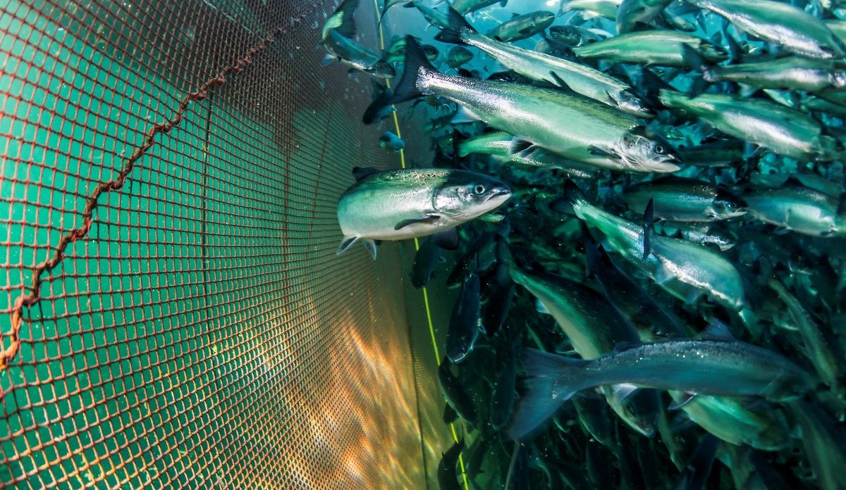 
salmon in farm