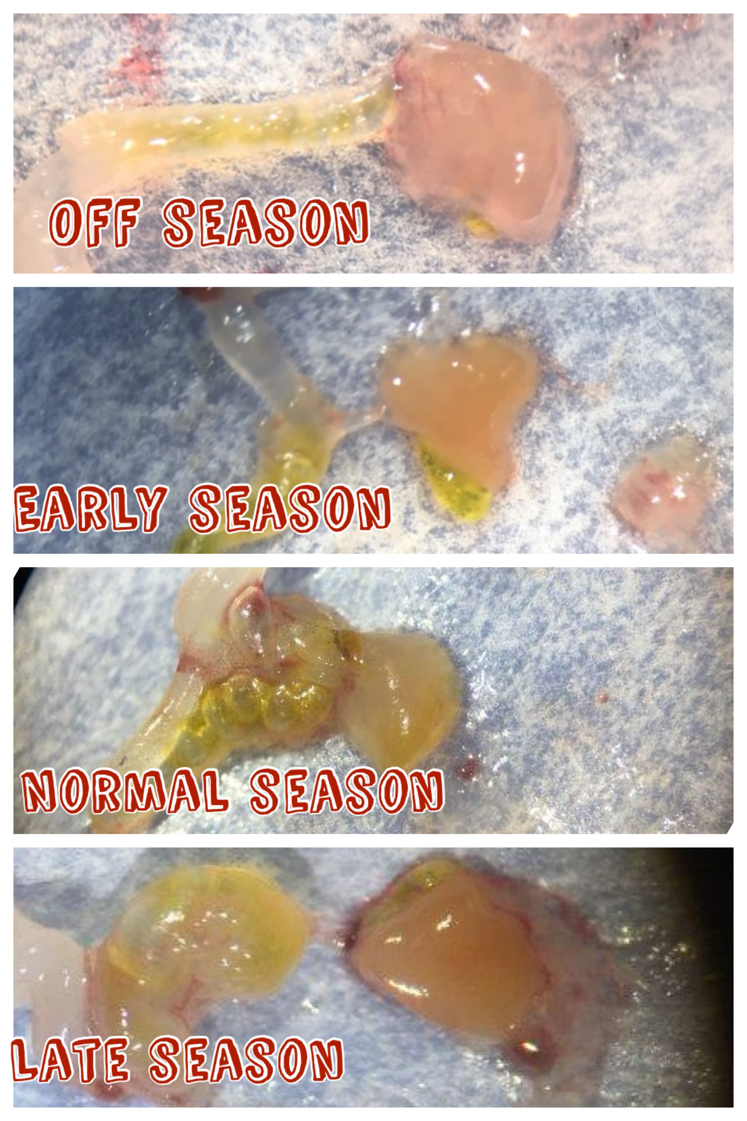 Bildet viser hvordan endret gytesesong påvirker utviklingen av lakselarvens lever