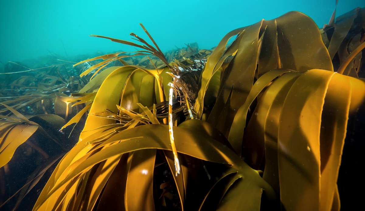 
Laminaria hyperborea 23 08 2017 5