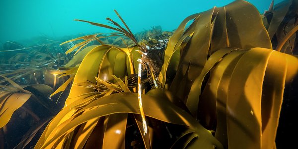 

Laminaria hyperborea 23 08 2017 5