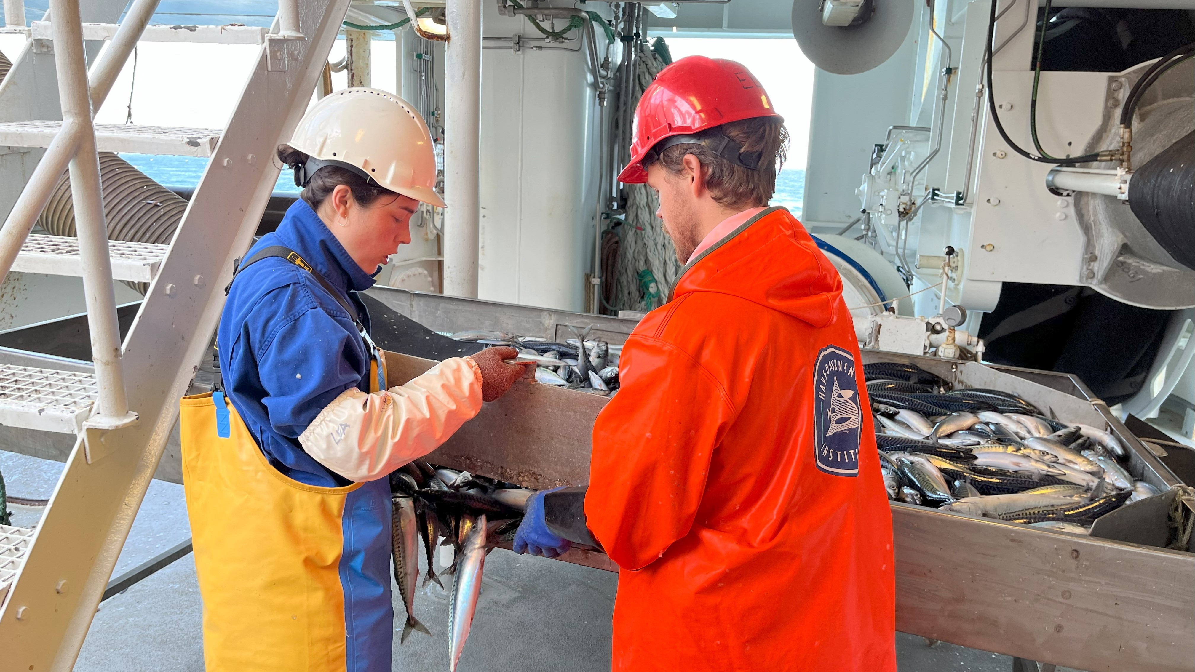 To personer sorfterer fangst fra trålen