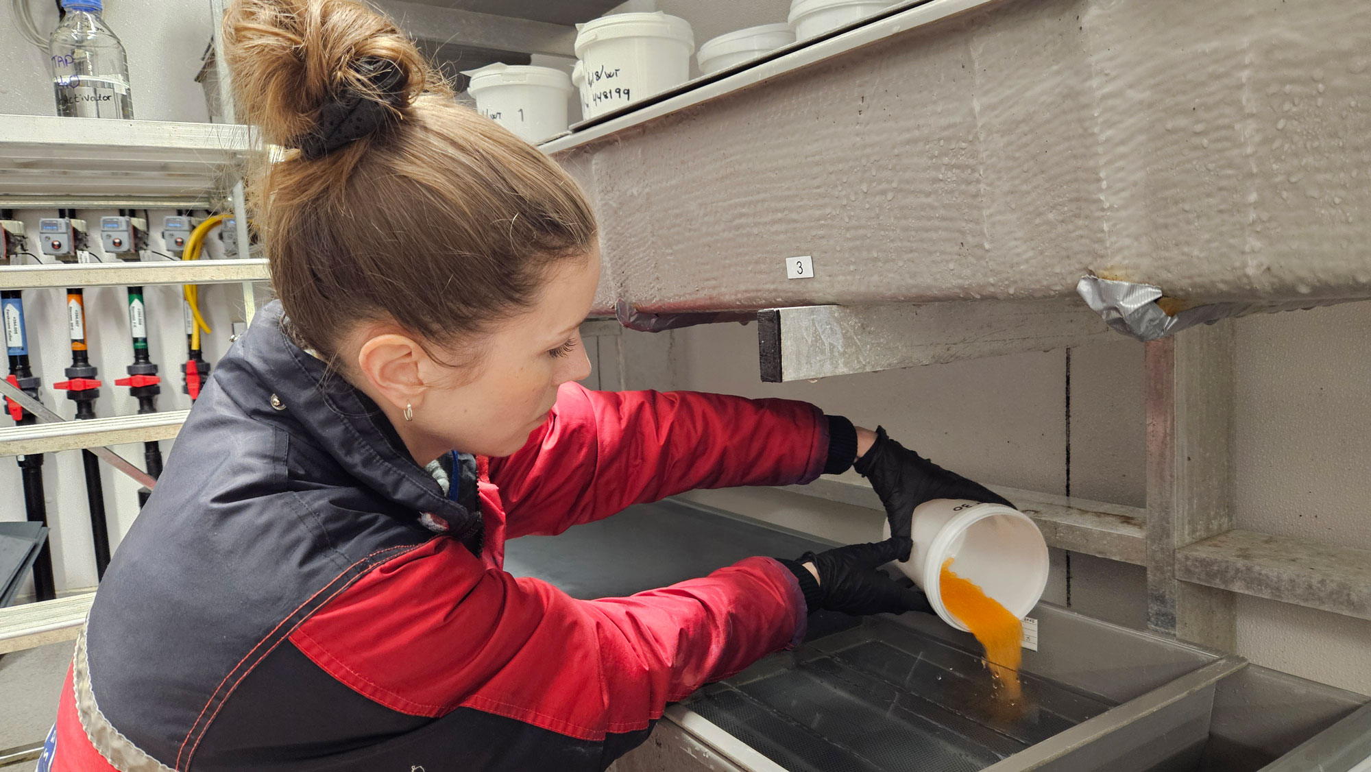 Ein person kledd i kjeldress som tømme oransje, små egg ned i ein større behaldar.