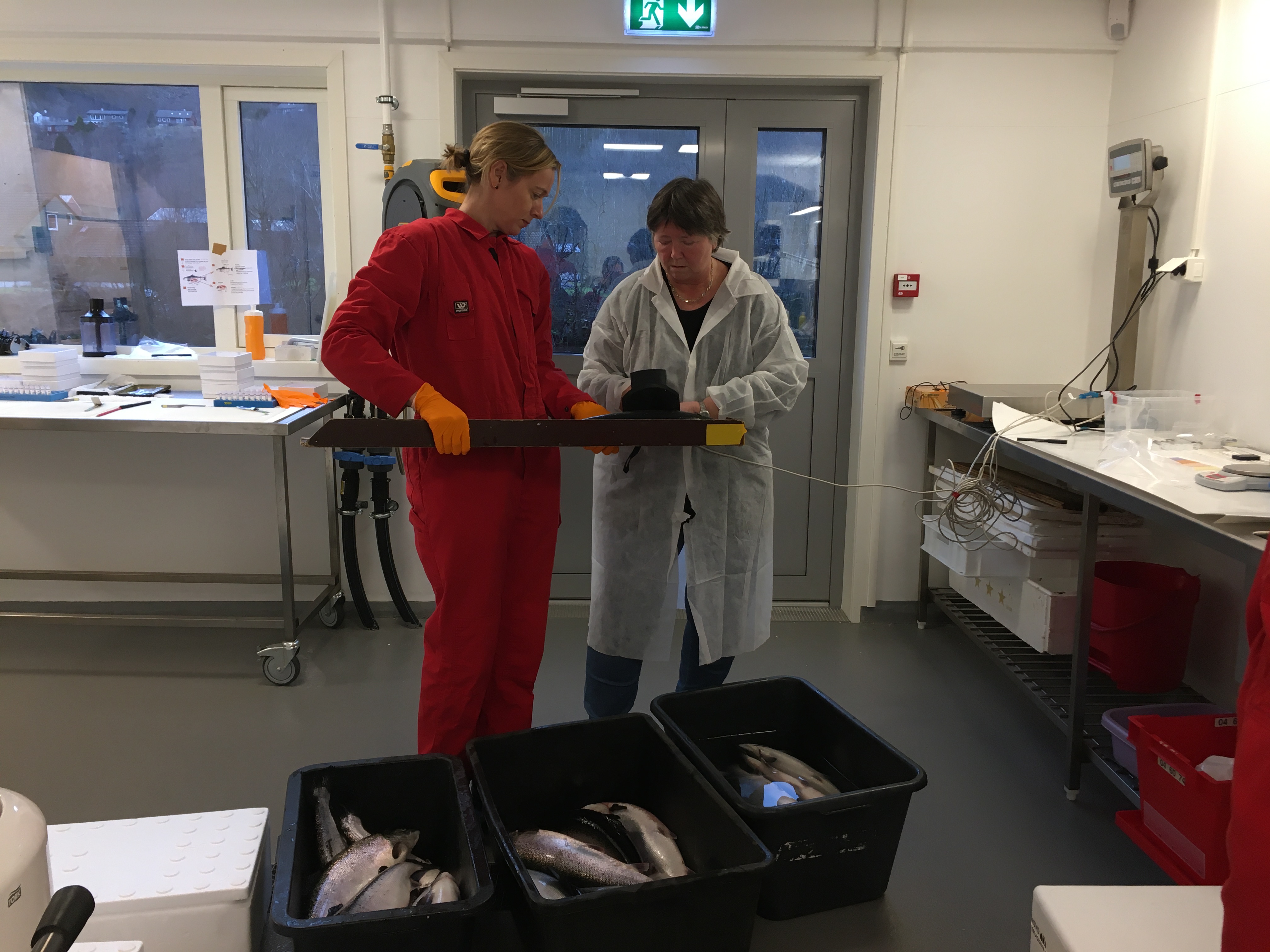 Kvinne med rød kjeledress og kvinne med hvis labfrakk står i en fiskelab og scanner en fisk med et scanneapparat.