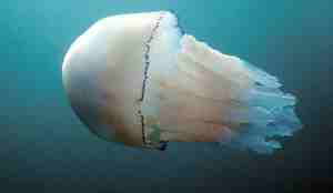 Stor lungemanet fra siden