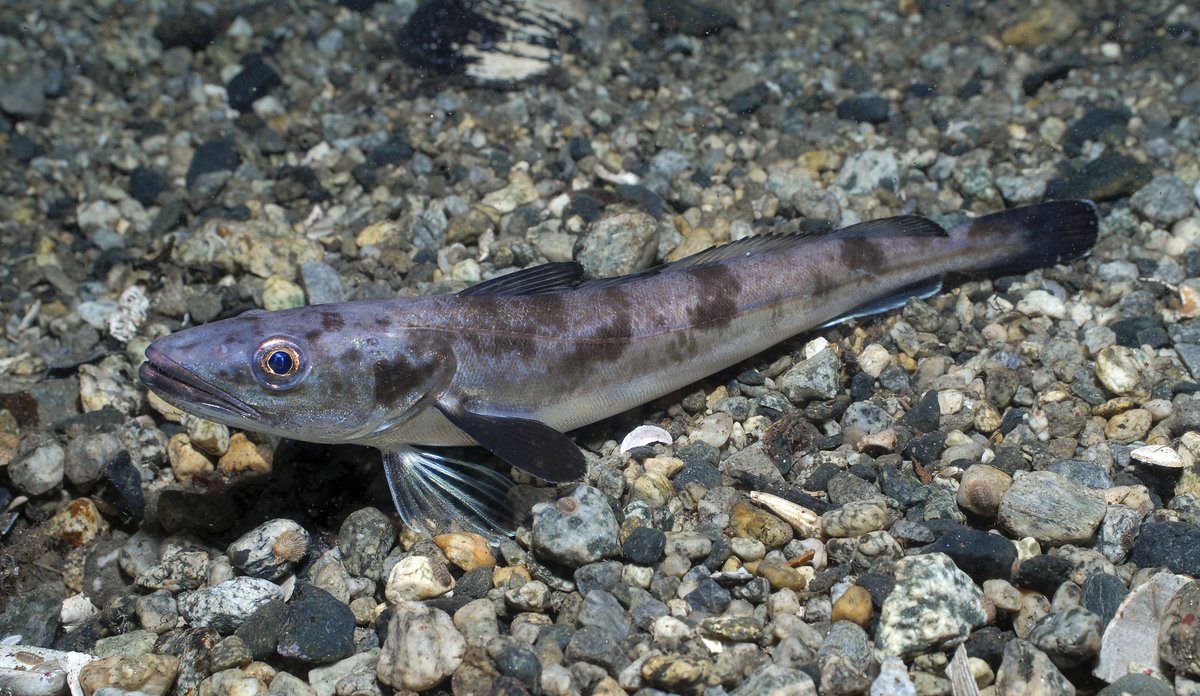 Foto av vaksen lysing