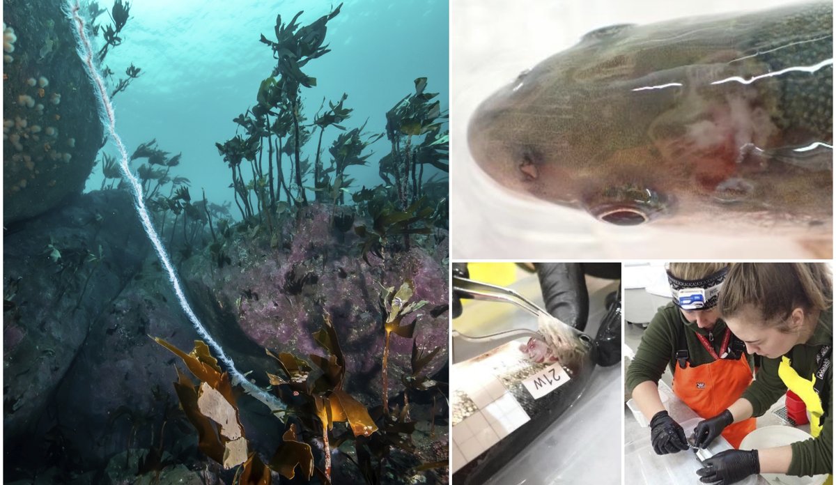 
Kollasj som viser en perlesnormanet i havet på den ene siden, og på den andre siden er tre mindre bilder som viser utsnittet av et fiskehode, med brannskader; to havforskere som tar prøver av en fisk og at en fisk sine gjeller blir undersøkt.