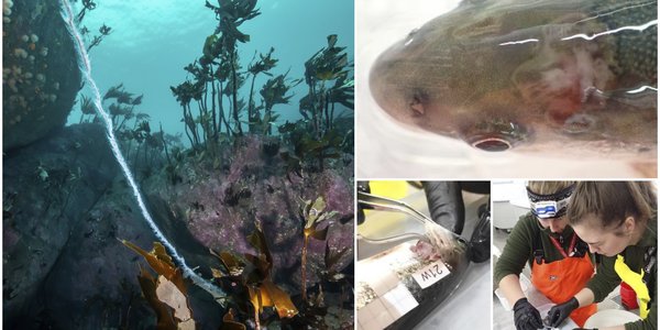 

Kollasj som viser en perlesnormanet i havet på den ene siden, og på den andre siden er tre mindre bilder som viser utsnittet av et fiskehode, med brannskader; to havforskere som tar prøver av en fisk og at en fisk sine gjeller blir undersøkt.