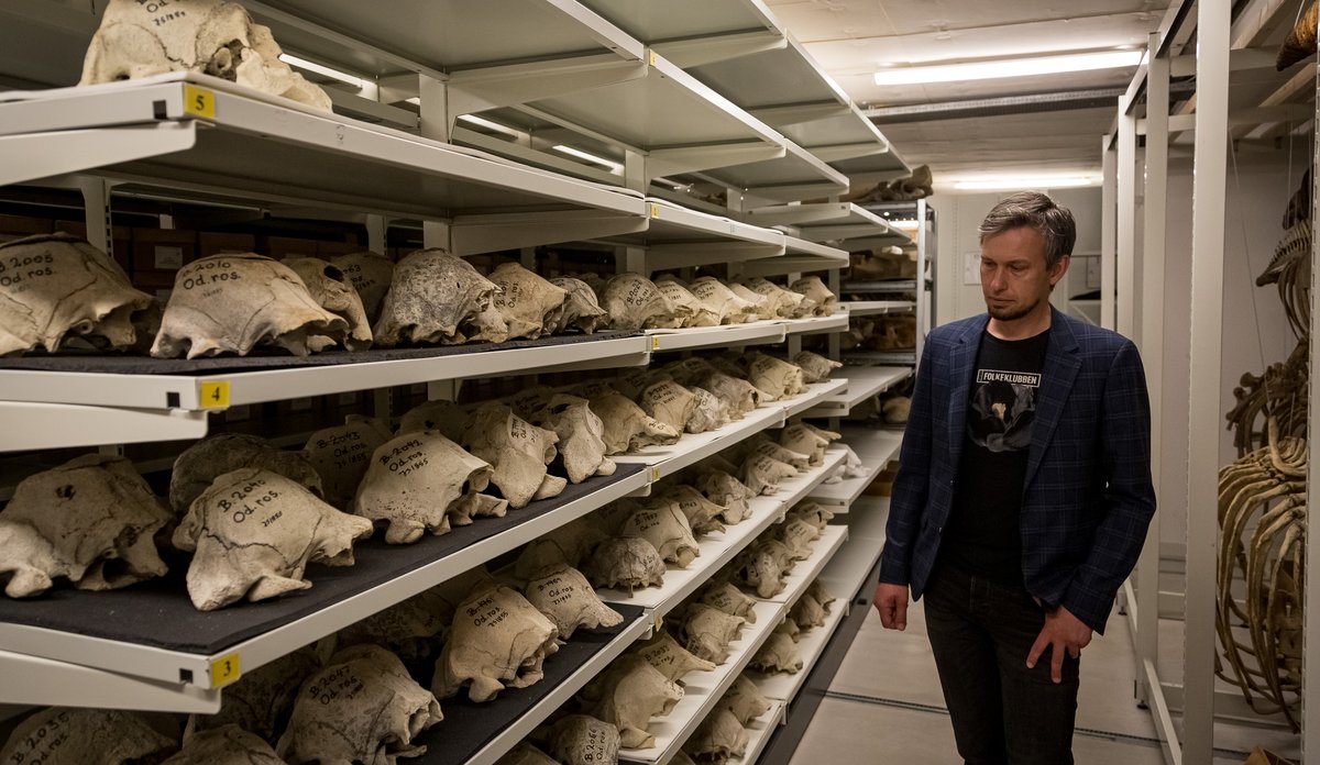 
Mann foran hyller med hvalross-skaller