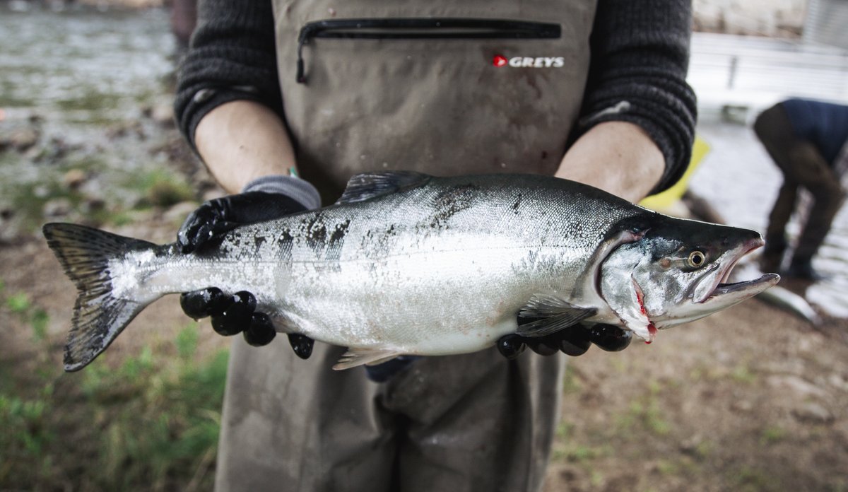 foto av hender som holder en fisk foran elv