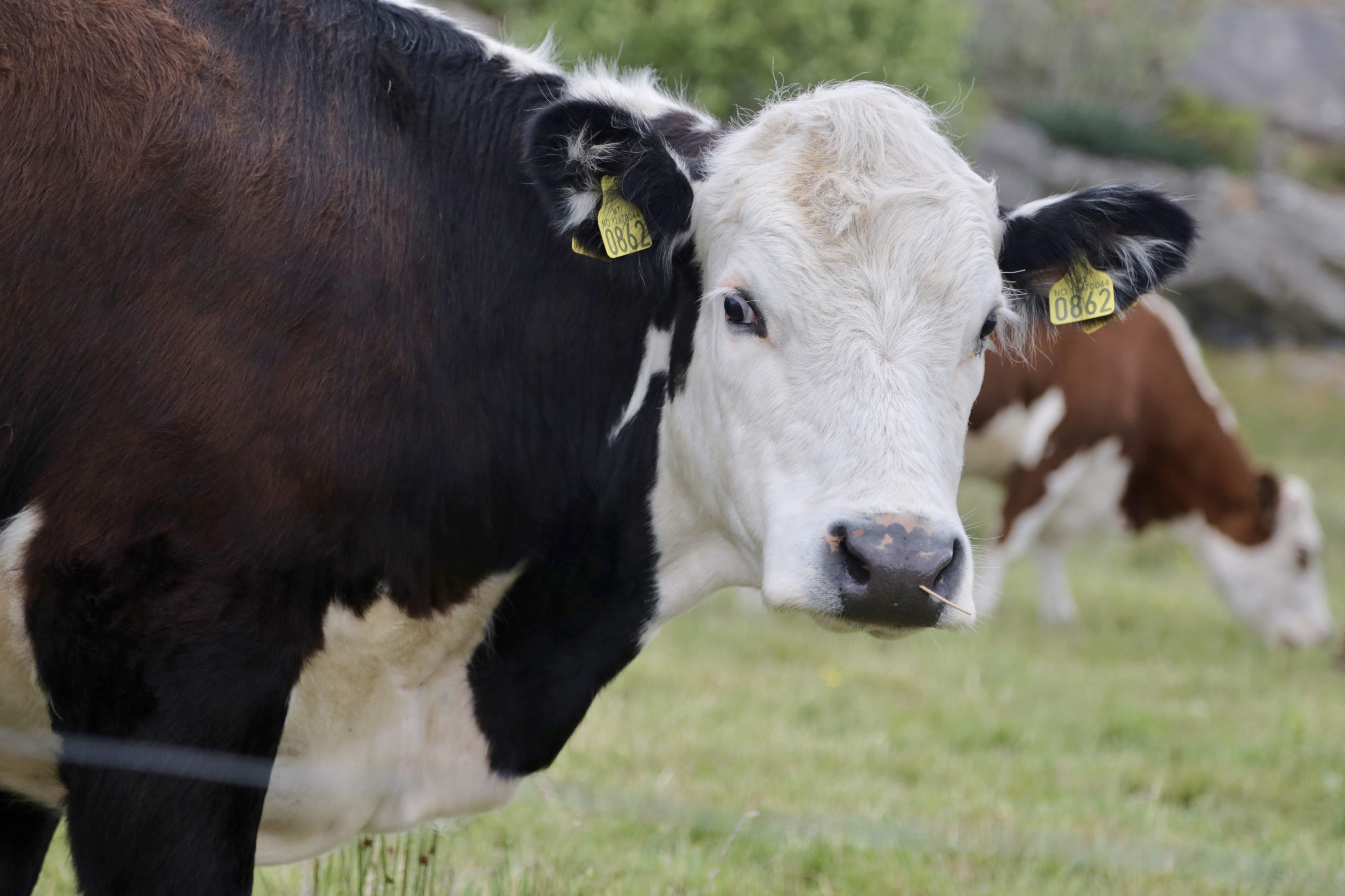 foto av en fin ku som ser i kamera