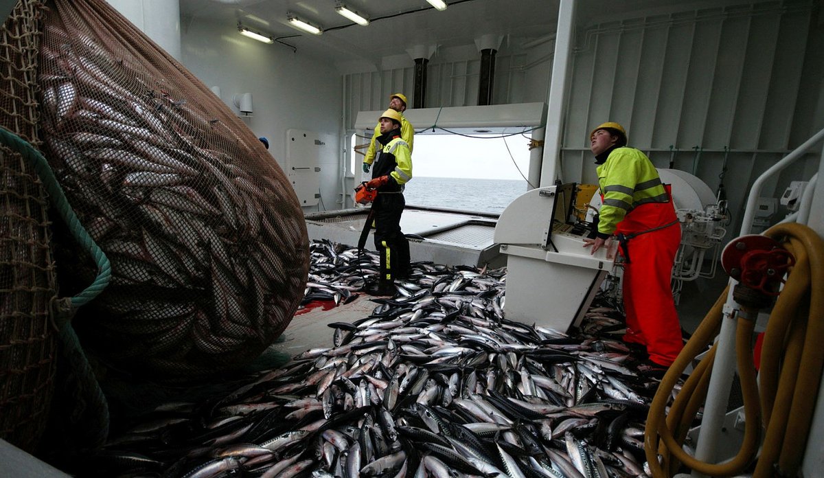 
Makrellfangst sør for Jan Mayen foto Leif Nøttestad