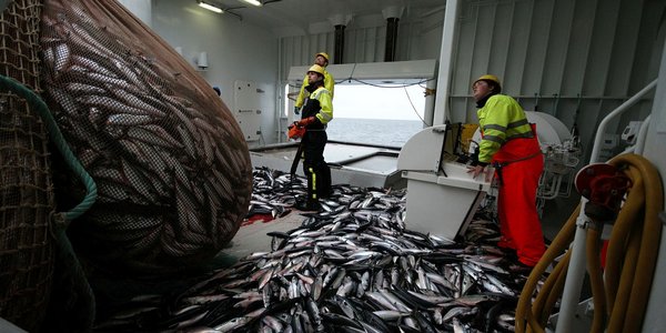 

Makrellfangst sør for Jan Mayen foto Leif Nøttestad
