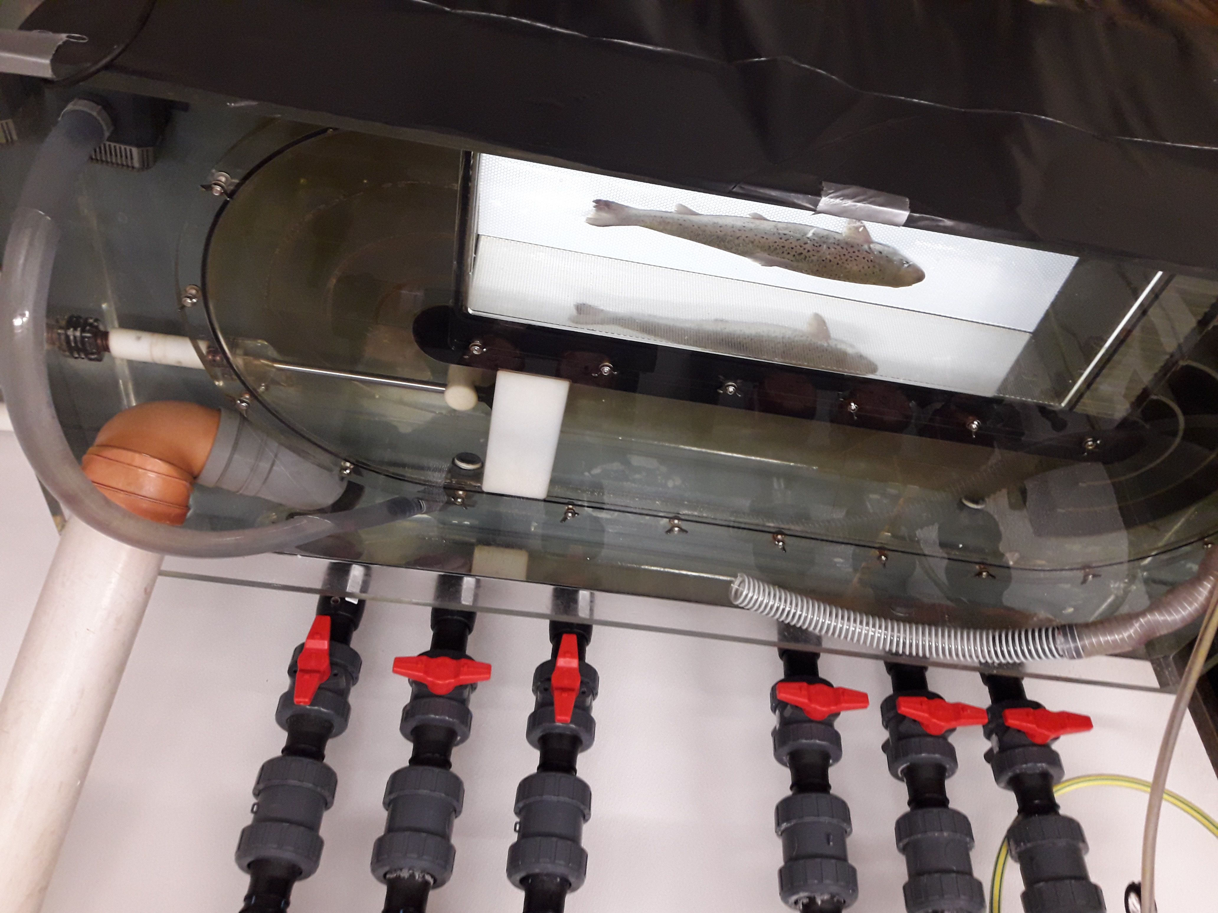 Måler oksygenforbruk til en laks