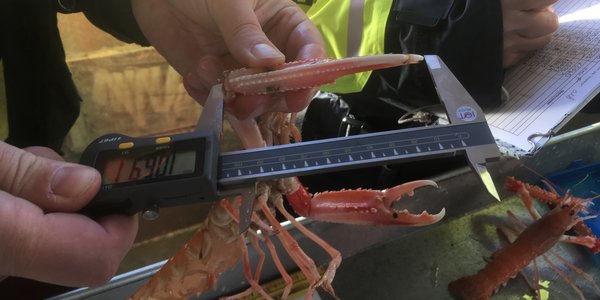 

Sjøkreps blir holdt i en hånd og målt med et måleapparat.