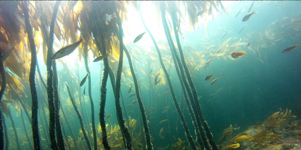 

Tette bestander av kråkeboller på nedbeitet bunn (øverst, foto: Erling Svensen/Havforskningsinstituttet), rik skogdannende tare med småfisk (Havforskninginstituttet)