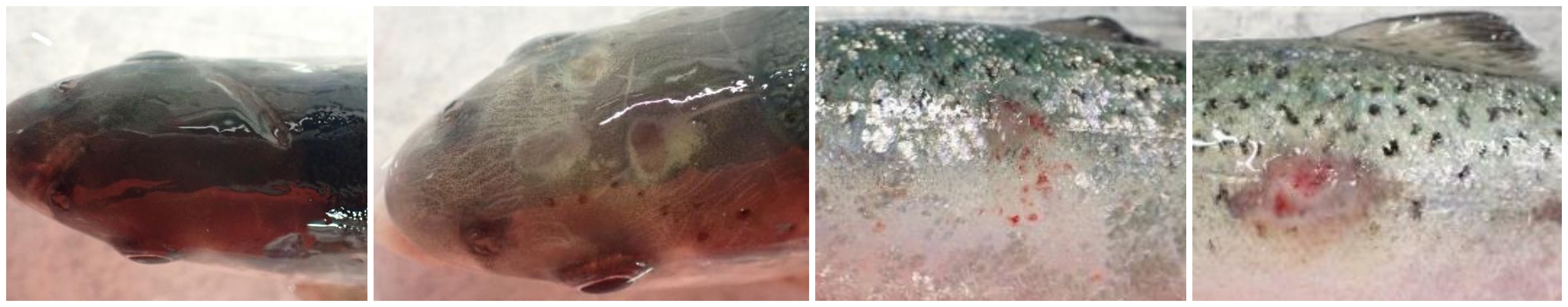 Fire bilder som viser hvordan brannskader fra perlesnormanet ser ut på oppdrettsfisk etter to uker.