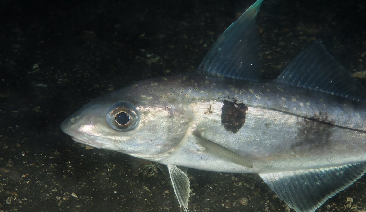 
Fotografi av fisken hyse