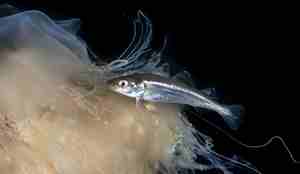 Gjemmer seg på siden av en brennmanet