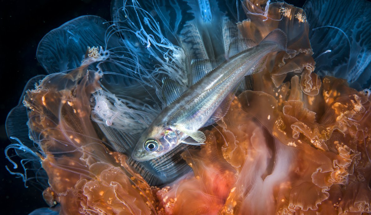 Hvitting under en brennmanet