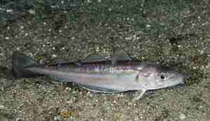 Ligger over sandbunnen