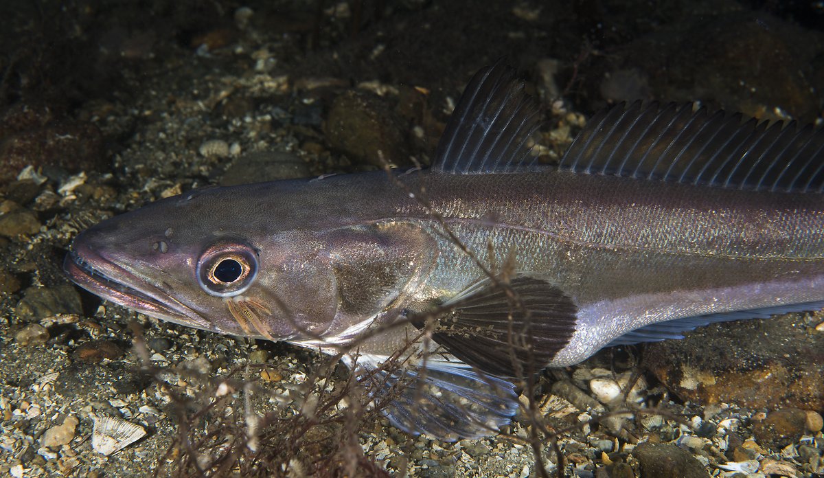 
Sidebilde av lysing med noe sjøgress foran og tre parasitter rett under venstre øye