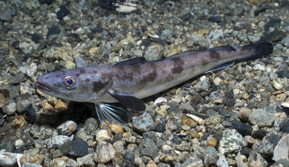 
En lysing ligger på havbunnen. Fisken er smal og avlang