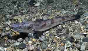 Lysing rett over grå steinbunn