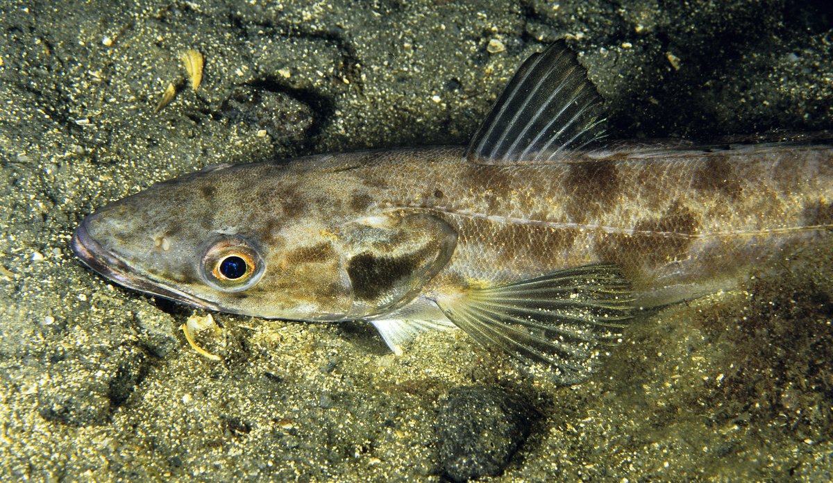Nærbilde av lysing på sjøbunnen