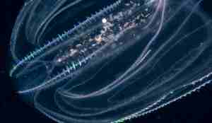 Den amerikanske lobemaneten på nært hold