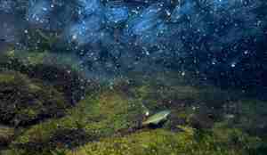 Titalls amerikanske lobemaneter over havbunnen og én fisk