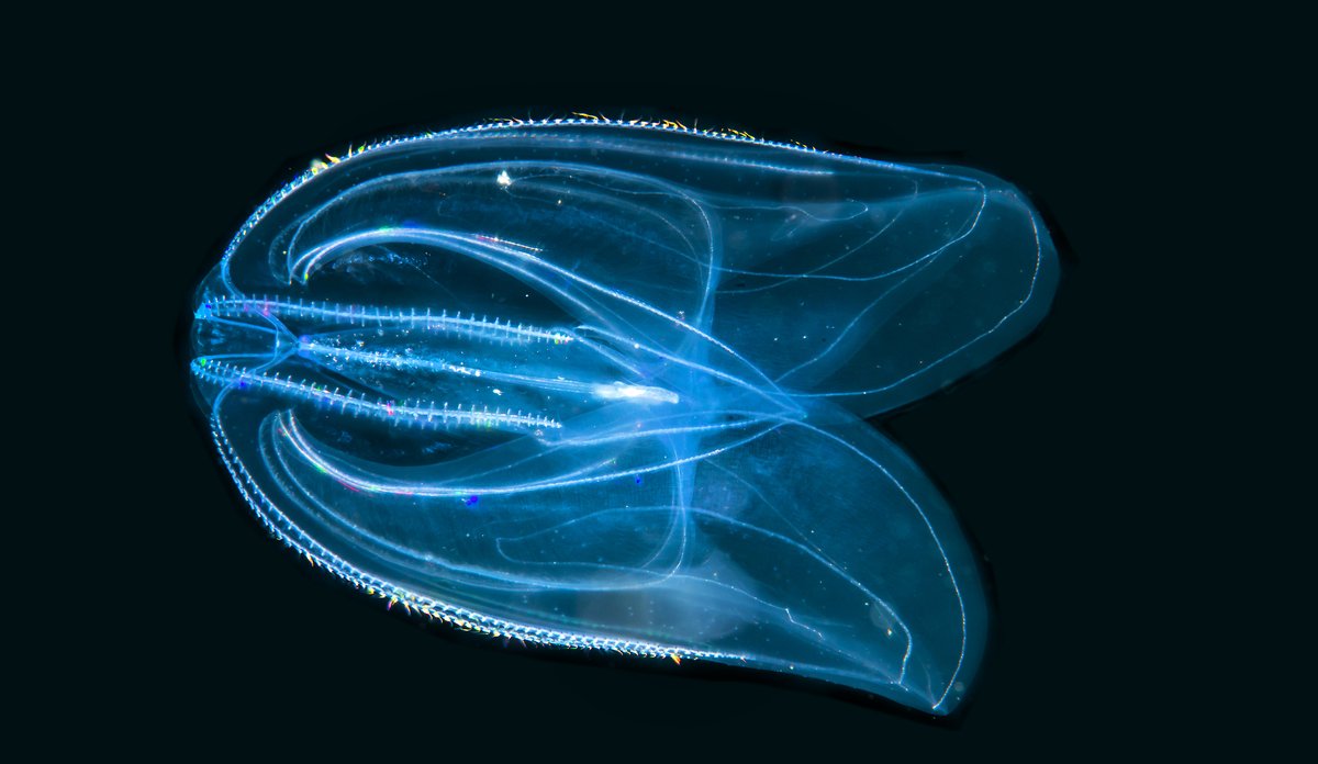 En amerikansk lobemanet