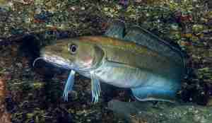En lange med gråbrun farge, vertikale streker, blå detaljer, skjeggtråd ved munnen og en lang dorsal finne.