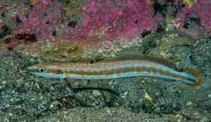 En lange svømmende ved en havbunn med rosa koraller.