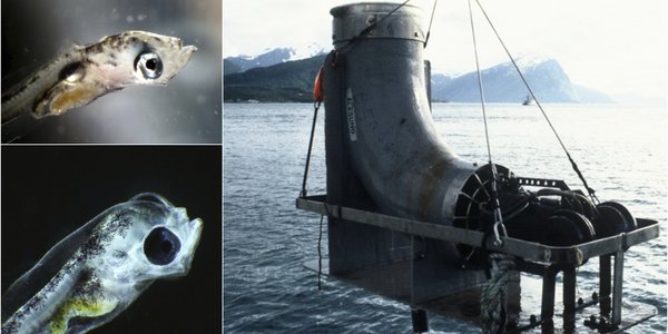 

Montasje med to bilder av torskelarver og et stort bilde av metallrøret som ble kalt Hufsa