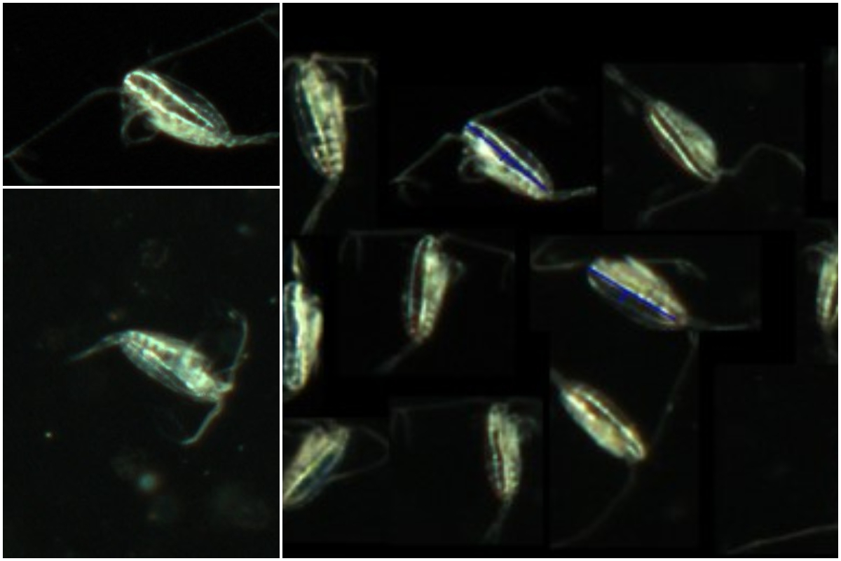 Bilder av raudåte tatt med automatisert undervannskamera