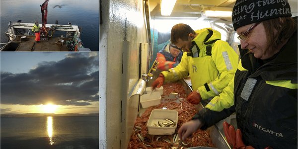 

Kollasj av tre bilder: lav sol over fjorden, sortering av fangst og reketrål i fart.