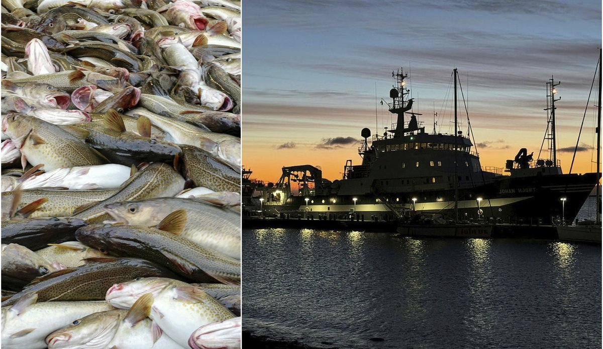 
Her ser du en montasje av torskefangst fra Barentshavet og havnemiljø på Svalbard i kveldssol