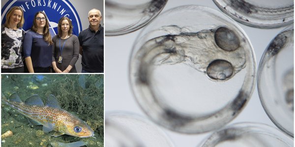 

montasje av tre fotografier. Fire personer smiler til kamera. En torsk i havet. Et nærbilde av et torskeembryo.