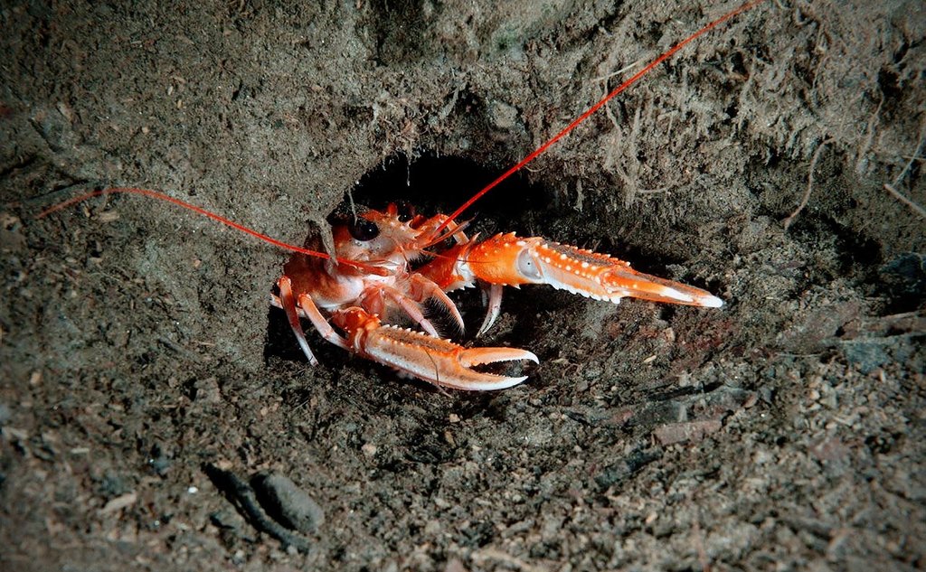 foto av kreps som titter ut av hullet sitt