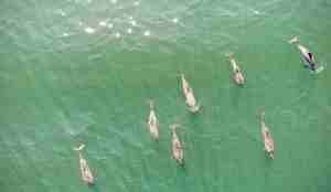 Nise er en liten tannhval på cirka 1,5 meter.