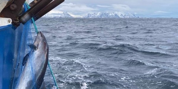 

Nise fanget i fiskegarn er på vei opp fra sjøen og om bord i en fiskebåt